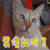 猫咪 装傻就对了 soogif