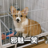 萌宠 汪星人 邪魅一笑 坏笑 嘿嘿 呆萌 可爱