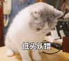 萌宠 喵星人 低头认错 委屈 卖萌