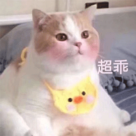 萌宠 猫咪 猫 超乖 撩