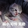 萌宠 喵星人 弱小 可怜 呆萌 搞怪