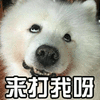 狗 哈士奇 来打我呀