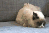 猫咪 睡觉 沙发 NO