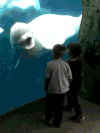 海豚 dolphin
