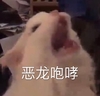 萌宠 猫星人 恶龙咆哮 生气 呆萌 可爱