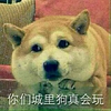 狗狗 无奈 无语 你们城里狗真会玩
