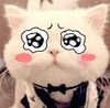猫 红脸 卖萌 委屈