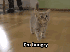 饿 hungry 猫咪 可爱