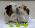 么么哒 仓鼠