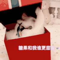 萌宠 喵星人 圣诞节 糖果和我谁更甜 呆萌
