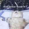 萌宠 猫星人 生活终于对我下手了 可怜 呆萌 可爱