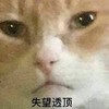 萌宠 猫星人 失望透顶 难受 呆萌 可爱