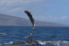 鲸鱼 游动 拍水 嬉戏 自然 海洋 ocean nature