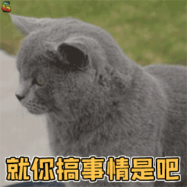 萌宠 猫咪 喵星人 就你搞事情是吧 搞怪 soogif soogif出品