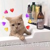 萌宠 喵星人 对方向你发出洗澡邀请 洗澡吗 呆萌 可爱