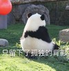 萌宠 熊猫 只留下了孤独的背影 难受 搞怪 逗