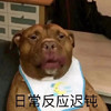 萌宠 汪星人 日常反应迟钝 呆滞 搞怪 逗