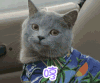 猫咪 萌宠 点头 哼