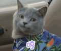 猫咪 萌宠 点头 哼