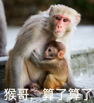 猴子 抱抱 母爱 算了算了