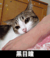 黑目瞳 猫咪 咬手 可爱