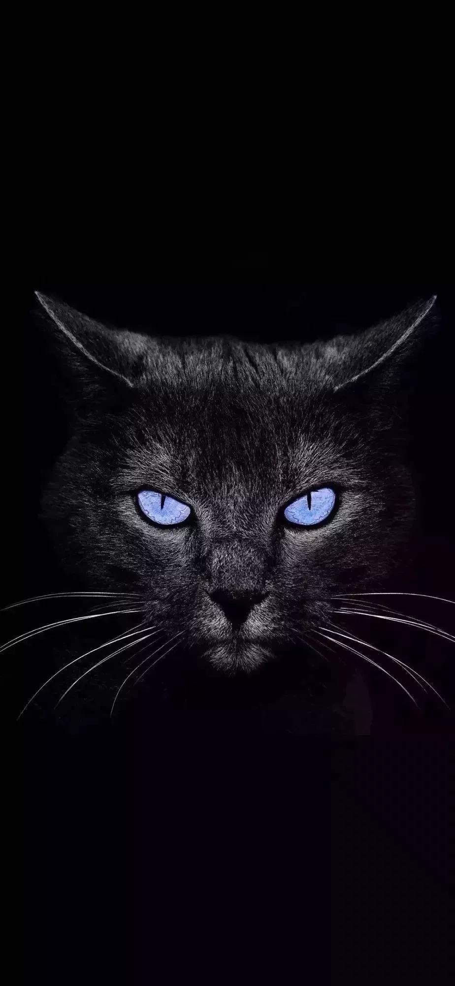 黑猫 壁纸 抖音 手机壁纸 猫咪 猫 萌宠