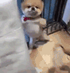 汪星人 搞笑 可爱 萌萌哒