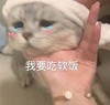 萌宠 喵星人 我要吃软饭 哭了 搞怪 逗
