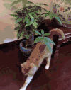 猫咪 喵星人 搞笑 可爱 淘气 伸懒腰