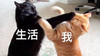 萌宠 猫星人 生活对我 难受 搞怪 呆萌