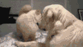 小猫 调皮 小狗 开心