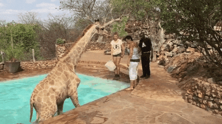 长颈鹿 树 水池 人 走 跳 giraffe