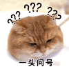 萌宠 猫星人 一头问号 搞怪 逗
