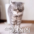 气势汹汹 猫 生气