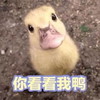 萌宠 鸭子 你看看我啊 激动 呆萌 可爱