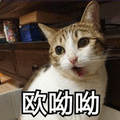 猫 呦呦