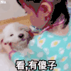 萌 看 有傻子 逗比 搞怪 soogif soogif出品