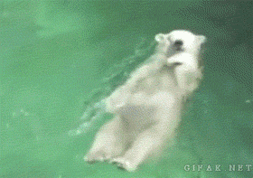 仰泳 北极熊 可爱 惬意 厉害 花样游泳