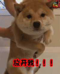 放开我 萌宠 soogif soogif出品