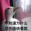 萌宠 鸭子 不知道 为什么 why 悲伤