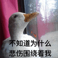萌宠 鸭子 不知道 为什么 why 悲伤