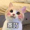 猫 萌宠 喵星人 乖巧 soogif sooguf出品