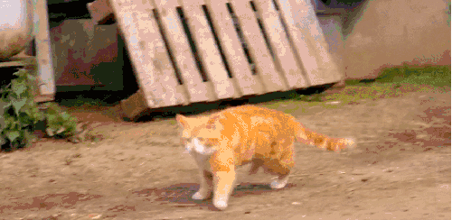 BBC 对猫的发现 小跑 猫咪 纪录片
