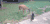 鹿 deer 猫 亲近 反击 高冷