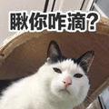 瞅你咋滴 猫