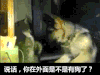 狗 猫 责备