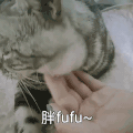 萌宠 喵星人 胖乎乎 减肥 呆萌 可爱