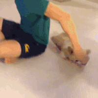 呆萌 可爱 调皮 淘气