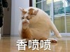 萌宠 猫星人 香喷喷 猫爪 呆萌 可爱