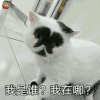 萌宠 猫 猫咪 蒙圈 我是谁 我在哪 soogif soogif出品
